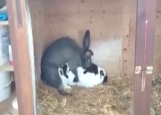 Animal fuck scene with two bunnies banging