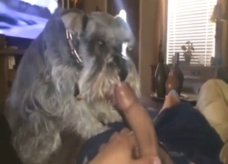 Seductive animal is going to worship hard cock
