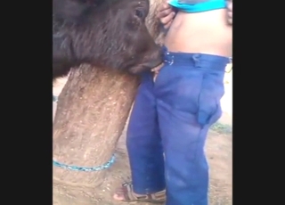 Sexy farm calf giving nasty blowie to a dude