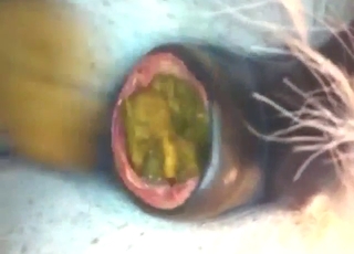 Horse pushing out that green fucking turd