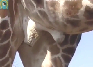 Giraffe flaunting monster ballsack outdoors