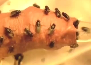 Flies crawling inside to make him even hornier