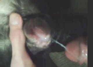Bestiality porn with pull-out and cum sharing