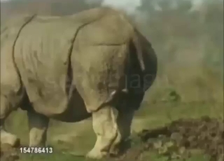 Rhino shitting outside and you looking at it