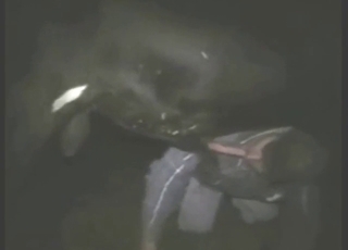 Bull's boner sucked by maniac homosexual farmer