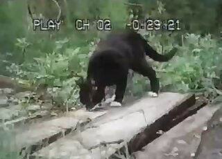 Kitty enjoying hardcore sex in the grass
