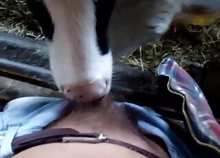 Cute small cow likes sucking my hard dick - zwierzęcy seks ze ssaniem 