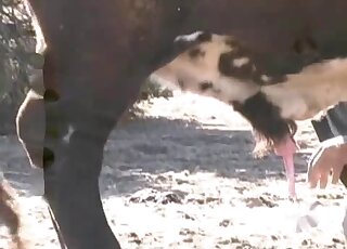 Lusty babe is licking and sucking a huge animal penis